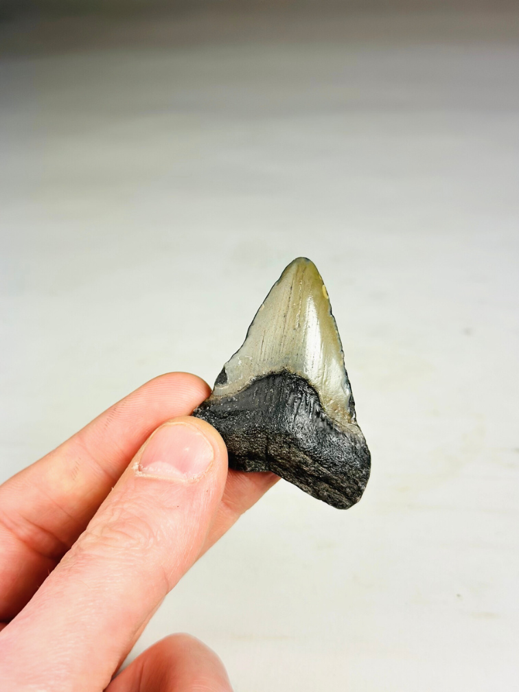'Grey' Megalodon tooth 'Phoenix Beak' (USA) - 5.5 cm (2.17 in)