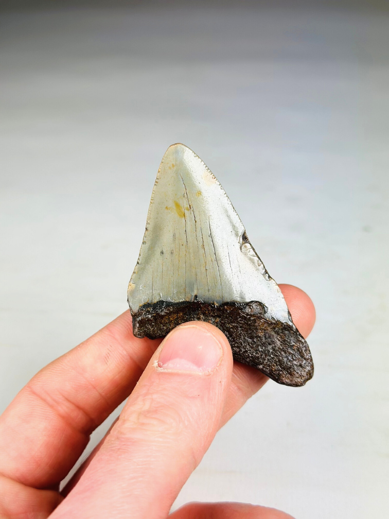 'Grijze' Megalodon tand 'Phoenix Beak'  (VS) - 5,5 cm (2,17 inch)