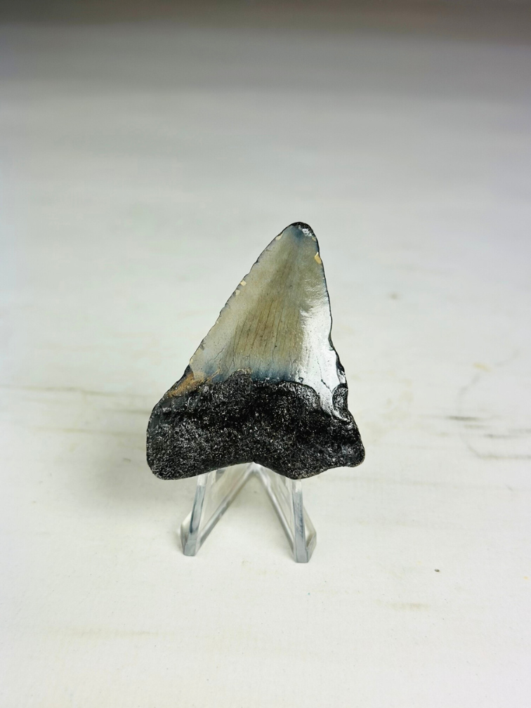 Dent de Megalodon Gris 'Phoenix Beak' (USA) - 5.5 cm (2.17 in)