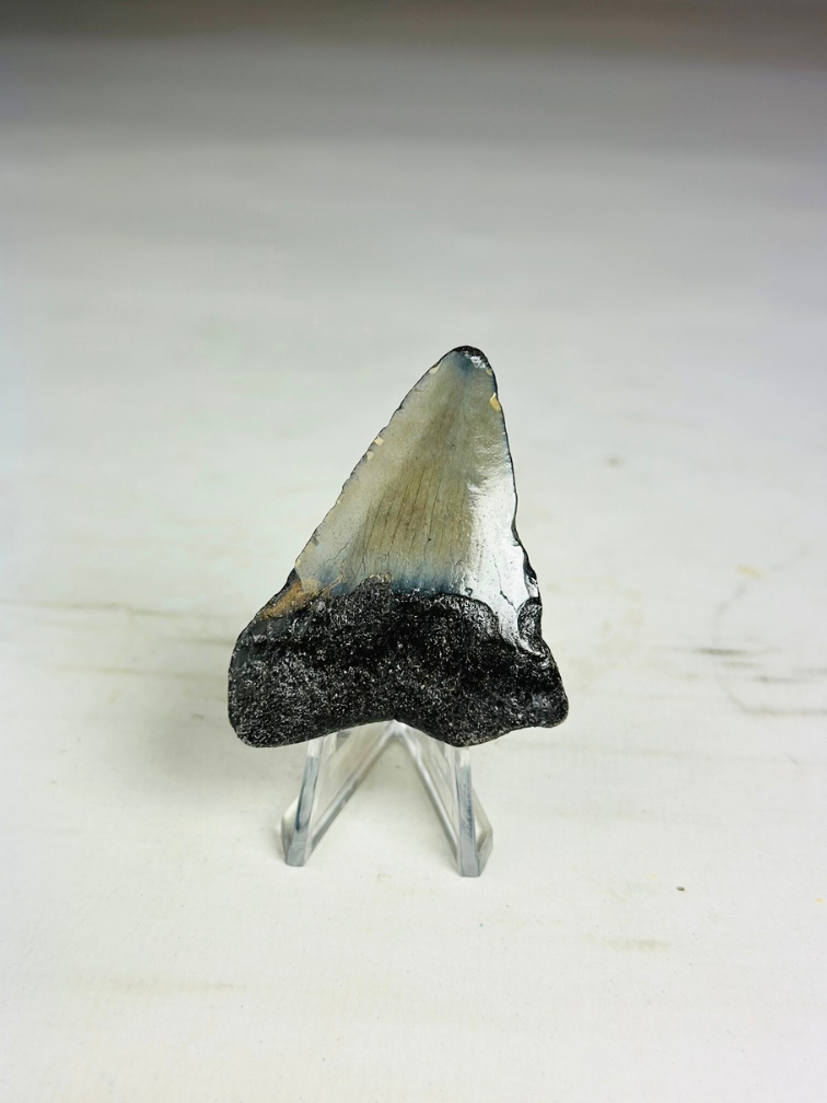 Grauer" Megalodon-Zahn " Phoenix Beak" (USA) - 5,5 cm (2,17 Zoll)