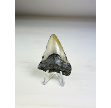 Dente di Megalodon 'Grigio' Phoenix Beak (USA) - 5,5 cm (2,17 in)