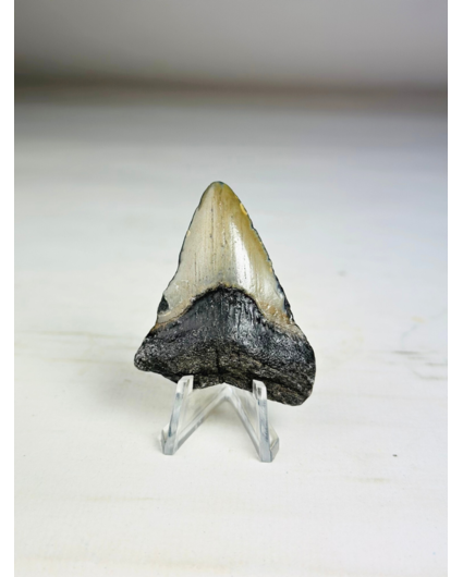 Dente di Megalodon 'Grigio' Phoenix Beak (USA) - 5,5 cm (2,17 in)