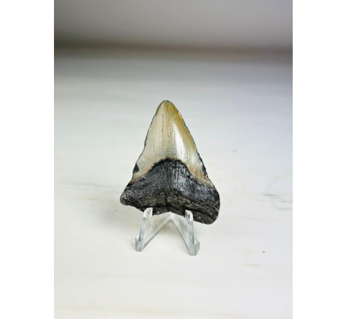 Dente di Megalodon 'Grigio' Phoenix Beak (USA) - 5,5 cm (2,17 in)