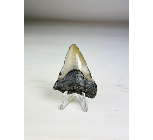 Grauer" Megalodon-Zahn " Phoenix Beak" (USA) - 5,5 cm (2,17 Zoll)