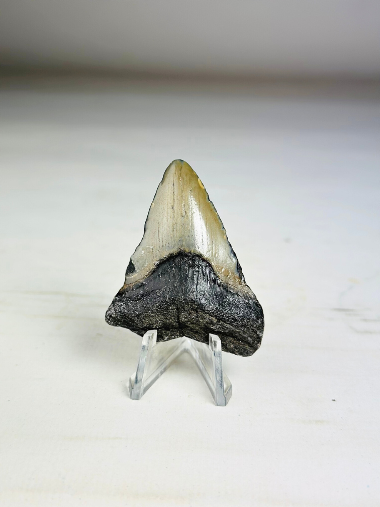 Dent de Megalodon Gris 'Phoenix Beak' (USA) - 5.5 cm (2.17 in)