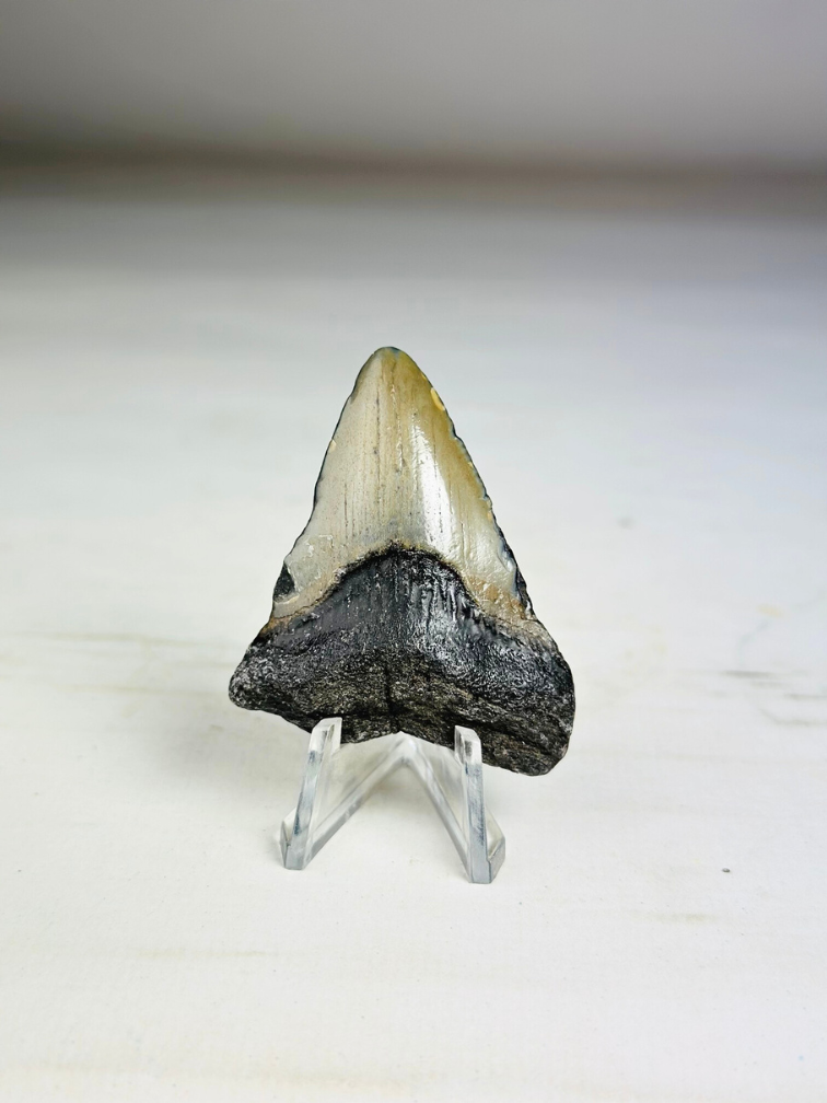 Dente di Megalodon 'Grigio' Phoenix Beak (USA) - 5,5 cm (2,17 in)