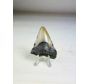 Dent de Megalodon Gris 'Phoenix Beak' (USA) - 5.5 cm (2.17 in)