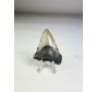 'Grijze' Megalodon tand 'Phoenix Beak'  (VS) - 5,5 cm (2,17 inch)