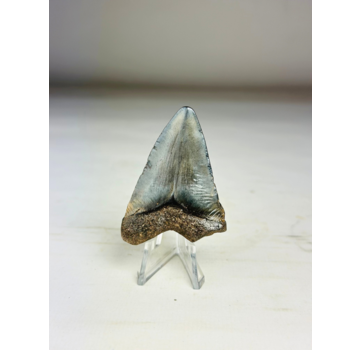 Dent de mégalodon " Treasure of Jotunheim " (US) - 5,7 cm