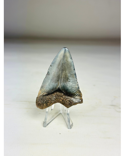 Dente di Megalodonte " Treasure of Jotunheim" (USA) - 5,7 cm