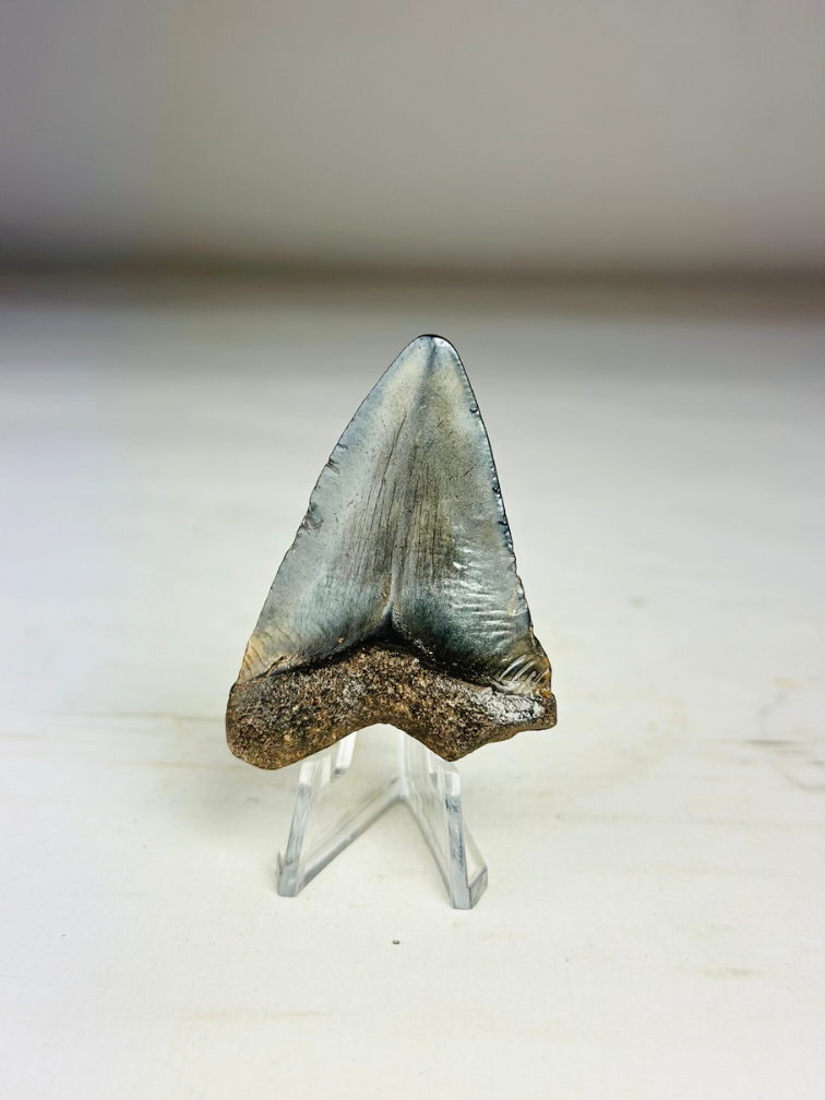 Dent de mégalodon " Treasure of Jotunheim " (US) - 5,7 cm