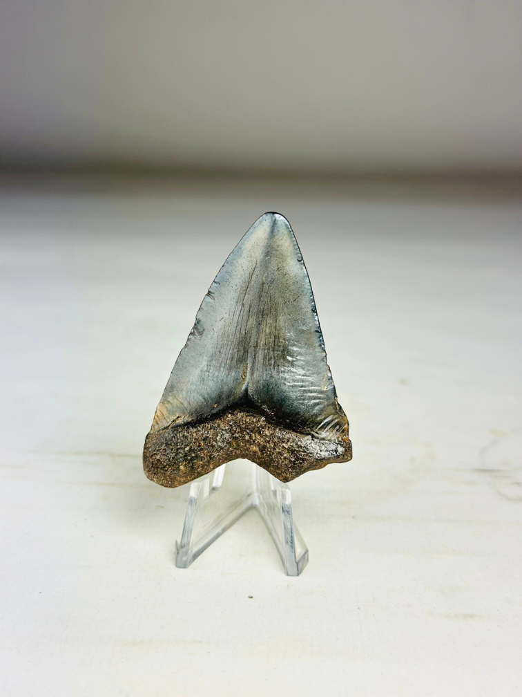 Megalodon Tand "Treasure of Jotunheim" (VS) - 5,7 cm