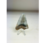 Dente di Megalodonte " Treasure of Jotunheim" (USA) - 5,7 cm