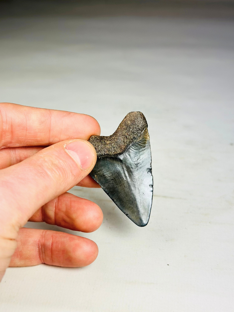 Dente di Megalodonte " Treasure of Jotunheim" (USA) - 5,7 cm