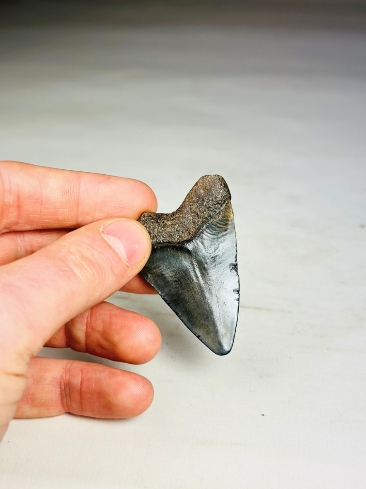 Megalodon Tooth "Treasure of Jotunheim" (US) - 5.7 cm