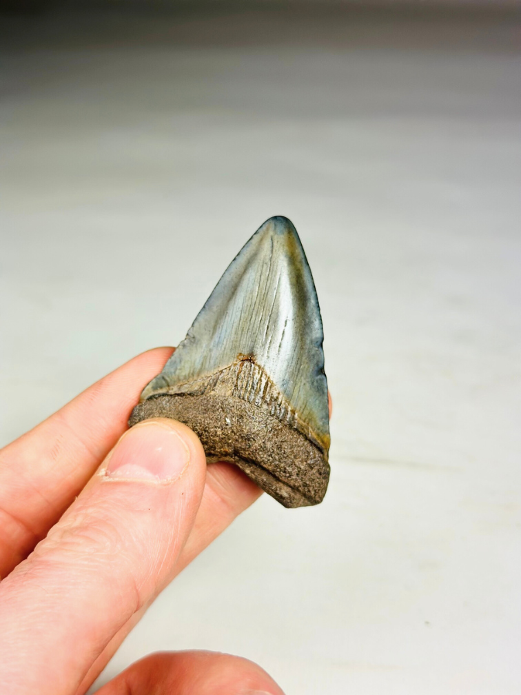 Megalodon Tand "Treasure of Jotunheim" (VS) - 5,7 cm