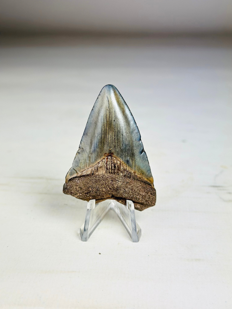 Megalodon Tooth "Treasure of Jotunheim" (US) - 5.7 cm