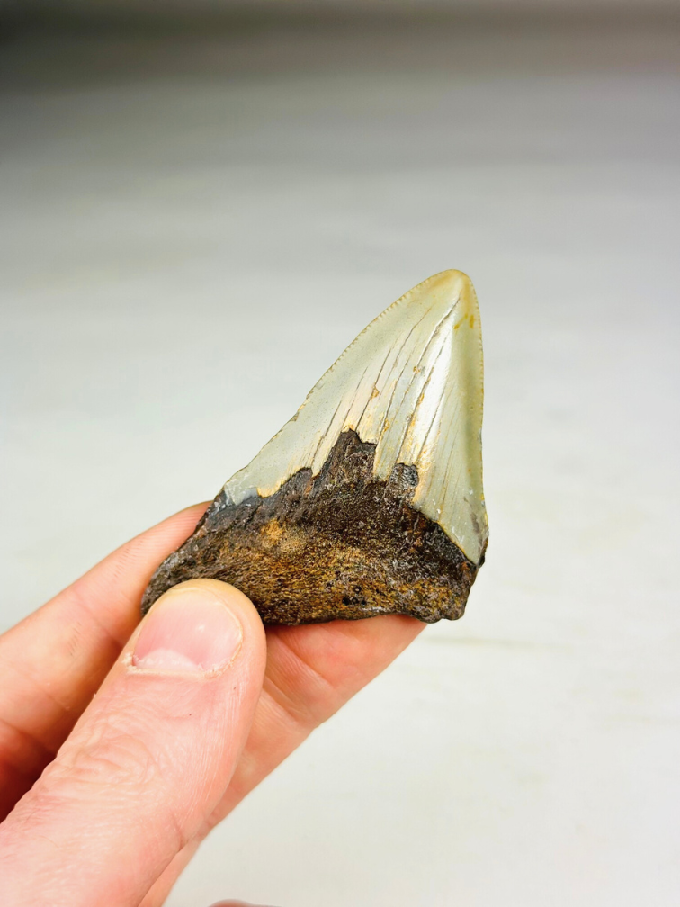 Dente di Megalodon "The Severe" (USA) - 6,7 cm