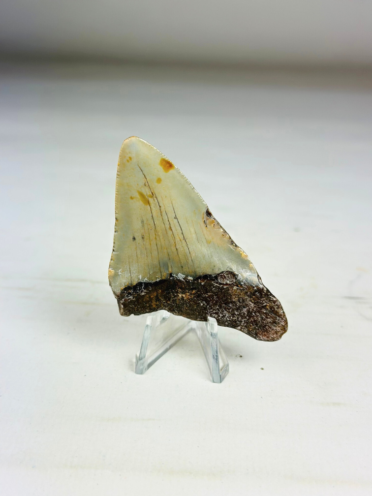 Megalodon tooth "The Severe" (US) - 6.7 cm