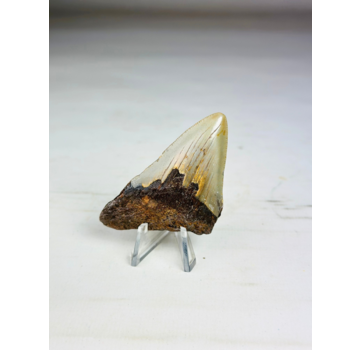 Megalodon tooth "The Severe" (US) - 6.7 cm