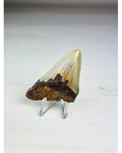 Dente di Megalodon "The Severe" (USA) - 6,7 cm