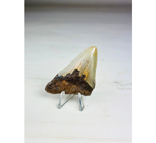 Dent de Megalodon "The Severe" (US) - 6.7 cm