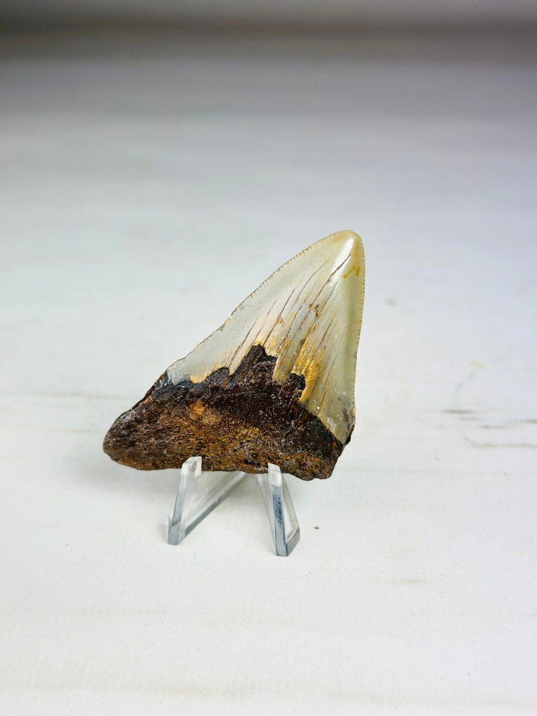 Megalodon tooth "The Severe" (US) - 6.7 cm