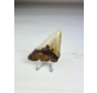 Dente di Megalodon "The Severe" (USA) - 6,7 cm