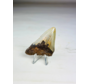 Megalodon tooth "The Severe" (US) - 6.7 cm
