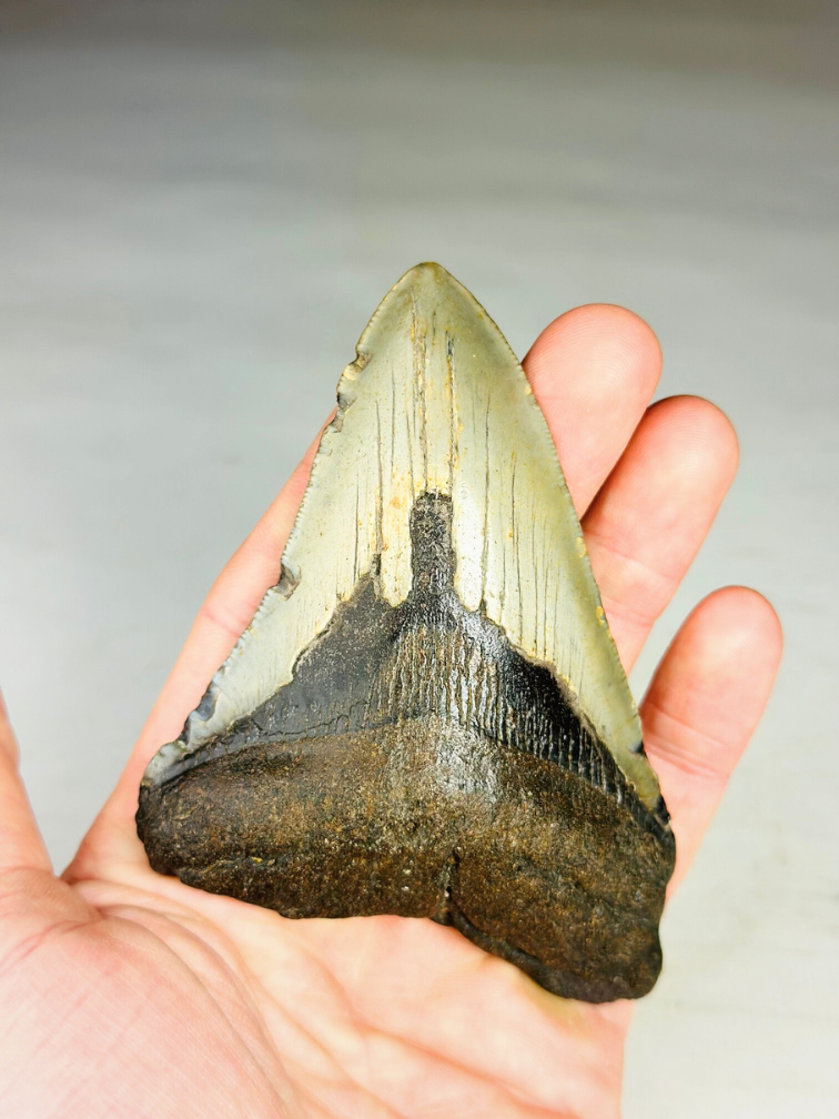Dente di Megalodonte " Prehistoric Disaster" (USA) - 10,8 cm