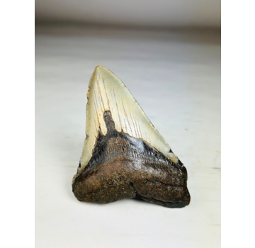 Megalodon-Zahn " Prehistoric Disaster" (US) - 10,8 cm