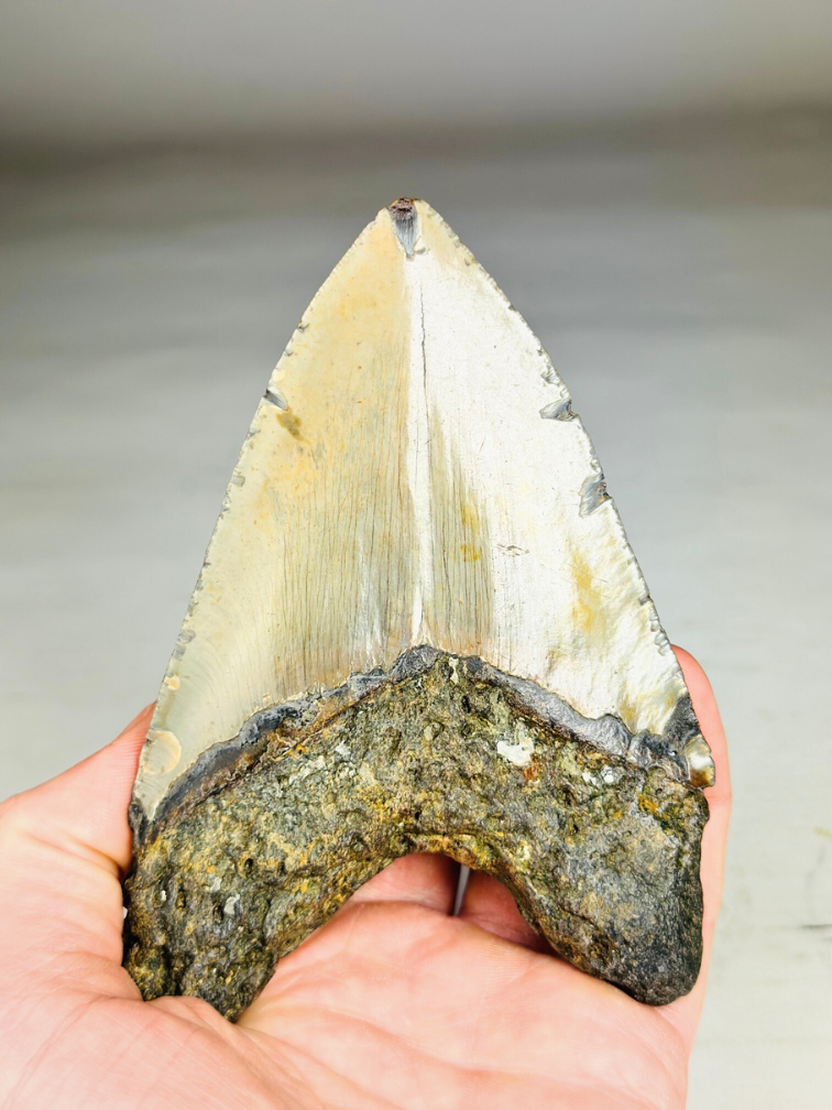 A grade - Megalodon Tooth "Bane of Dinosaurs" (US) - 13.2 cm