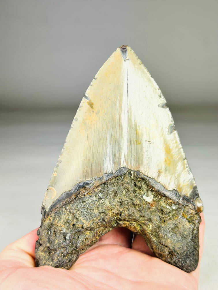 A grade - Megalodon Tand "Bane of Dinosaurs" (VS) - 13,2 cm