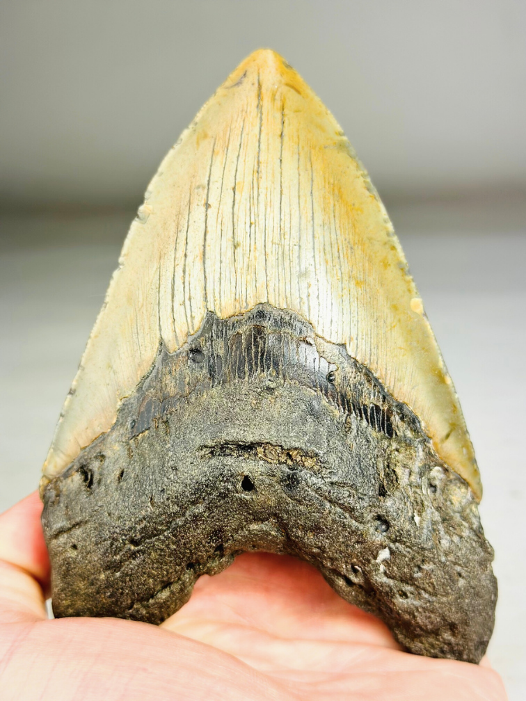 A grade - Dente di Megalodon "Bane of Dinosaurs" (USA) - 13,2 cm