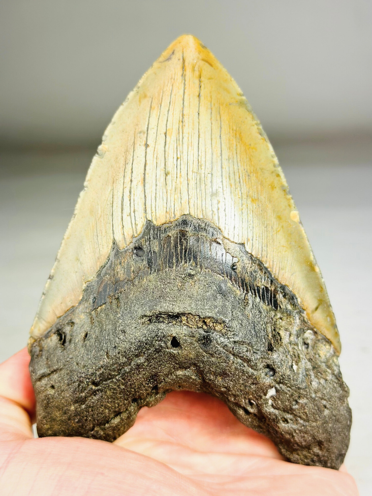 A grade - Megalodon Tand "Bane of Dinosaurs" (VS) - 13,2 cm