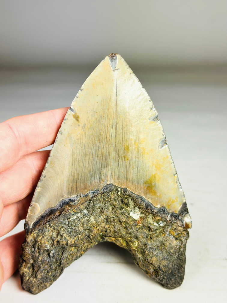 A grade - Dente di Megalodon "Bane of Dinosaurs" (USA) - 13,2 cm