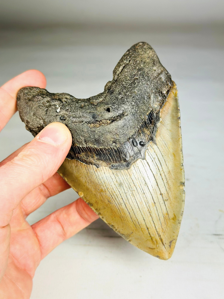 A grade - Dente di Megalodon "Bane of Dinosaurs" (USA) - 13,2 cm