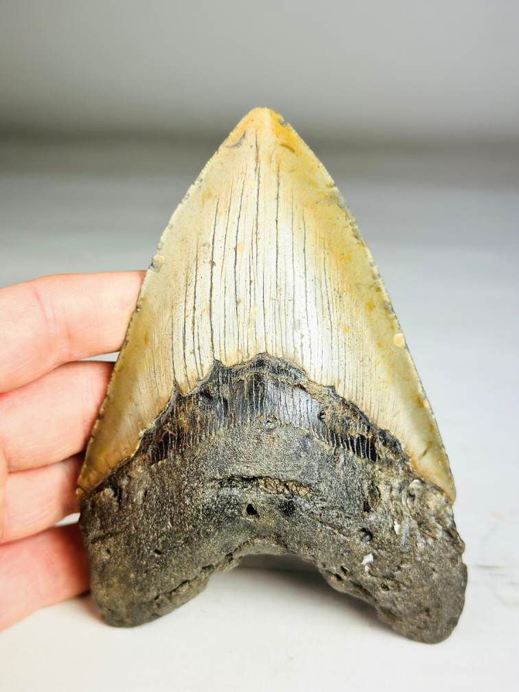 A grade - Dente di Megalodon "Bane of Dinosaurs" (USA) - 13,2 cm