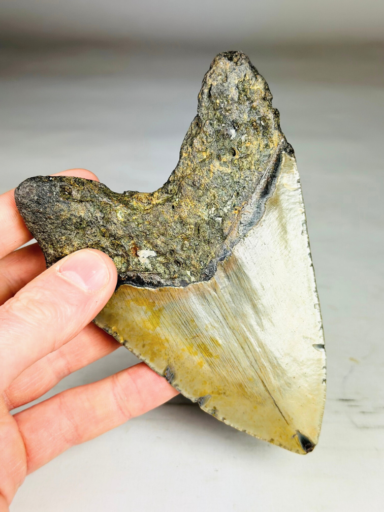 A grade - Dente di Megalodon "Bane of Dinosaurs" (USA) - 13,2 cm