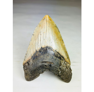 A grade - Diente de Megalodon "Bane of Dinosaurs" (US) - 13,2 cm