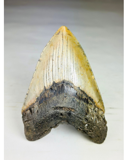 A grade - Megalodon Tand "Bane of Dinosaurs" (VS) - 13,2 cm