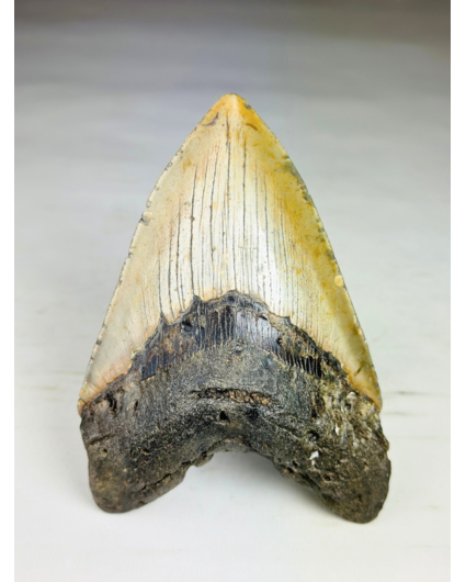 A grade - Megalodon-Zahn " Bane of Dinosaurs" (US) - 13,2 cm