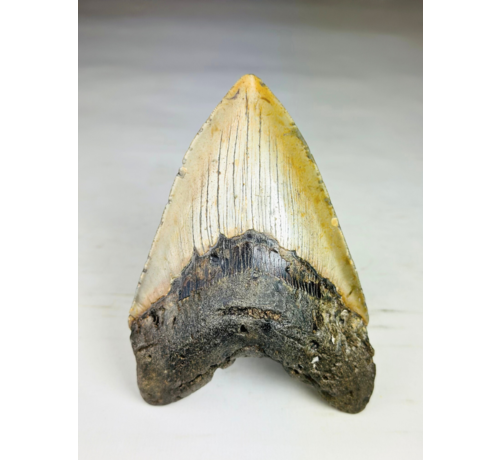 A grade - Dente di Megalodon "Bane of Dinosaurs" (USA) - 13,2 cm