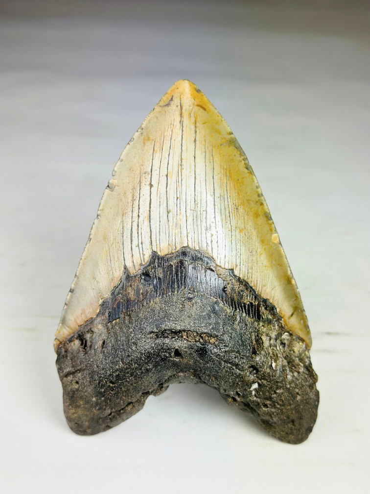 A grade - Dente di Megalodon "Bane of Dinosaurs" (USA) - 13,2 cm