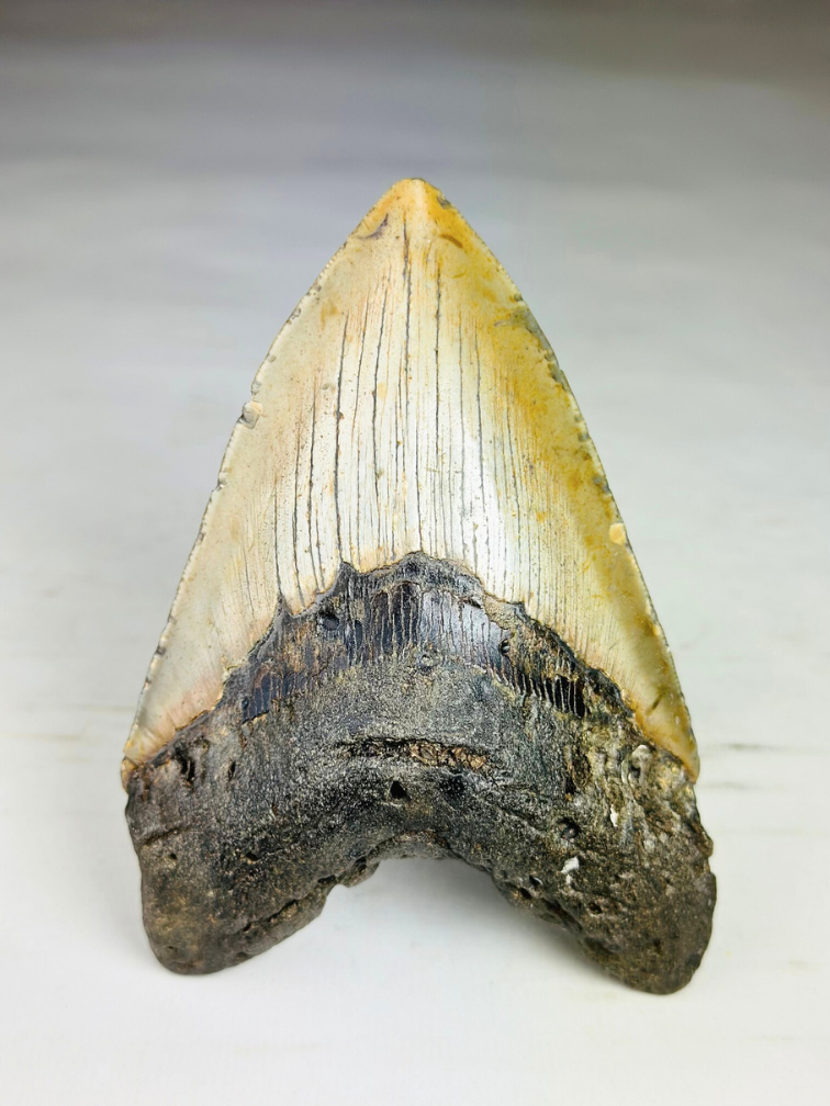 A grade - Megalodon Tooth "Bane of Dinosaurs" (US) - 13.2 cm