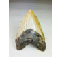 A grade - Dente di Megalodon "Bane of Dinosaurs" (USA) - 13,2 cm