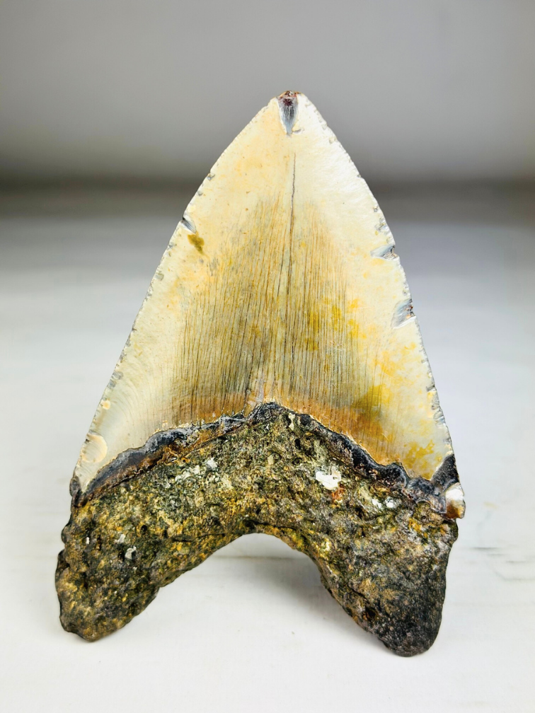 A grade - Dente di Megalodon "Bane of Dinosaurs" (USA) - 13,2 cm