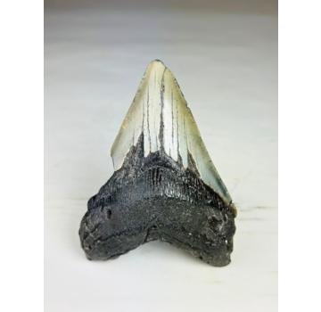 Dente di Megalodonte "Savage Reborn" (USA) - 11,8 cm