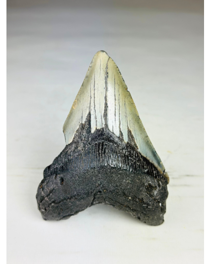 Dente di Megalodonte "Savage Reborn" (USA) - 11,8 cm