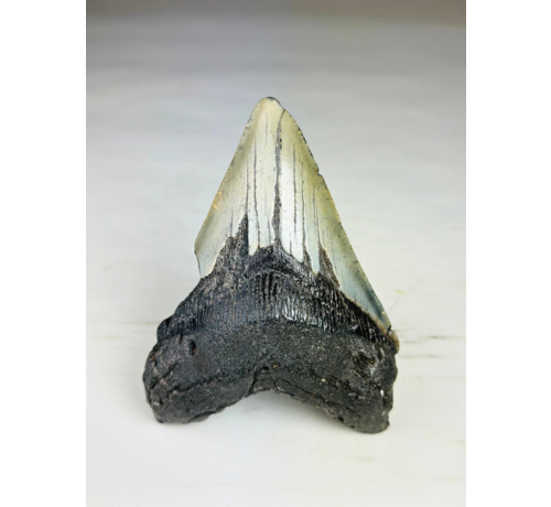 Dente di Megalodonte "Savage Reborn" (USA) - 11,8 cm